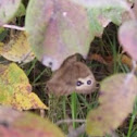 Common Wood-Nymph