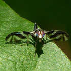 Picture-winged Fly