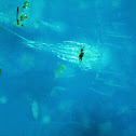 Copepod sp