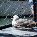 Western Gull (Immature)