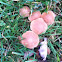 Deadly Galerina