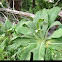 Mullein