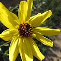 Prairie Sunflower