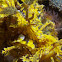 Weedy Scorpionfish