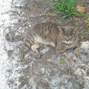 Domestic Cat
