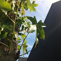Liquidambar