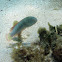 Green Razorfish