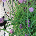 Chives