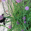 Chives