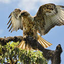 Galapagos Hawk
