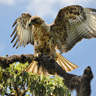 Galapagos Hawk