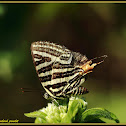 Andaman Longbanded Silverline
