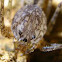 Spitting Spider
