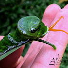 Great Mormon Caterpillar