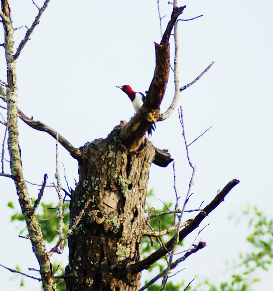 Spotting Image 1