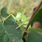 Great Green Bush-Cricket