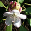 Rhododendron