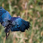 Purple Swamphen