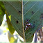 Two-Stripe Jumper (Male)