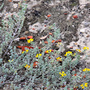 Flor amarela