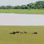Capybara