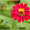 Zinnia