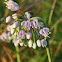 Nodding Wild Onion
