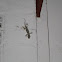 Tokay Gecko
