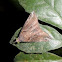 Moth