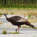 Wild Turkey