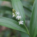 Starry Solomon's Seal