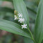 Starry Solomon's Seal