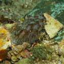Halgerda willeyi