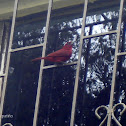 Piranga bermeja