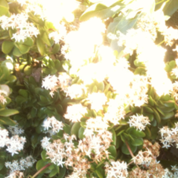Spotting Image 1