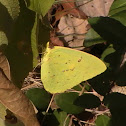Cloudless Sulphur