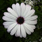 Trailing African Daisy
