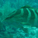 Nassau Grouper
