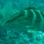 Nassau Grouper