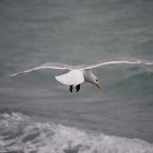 Lesser Blac-Backed Gull