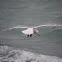 Lesser Blac-Backed Gull