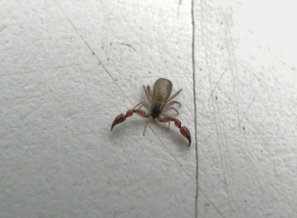 Spotting Image 1