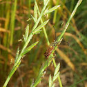Brown-winged Longhorned Beetle
