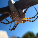 Writing Spider