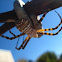 Writing Spider