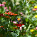 Common Mime