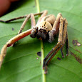Arthropods Below The Wind - Sabah
