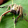 Arthropods Below The Wind - Sabah