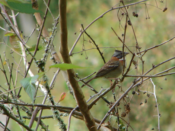 Spotting Image 1