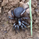 Trapdoor Spider